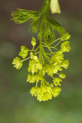Acer platanoides 'Dissectum' - javor mléčný - květ